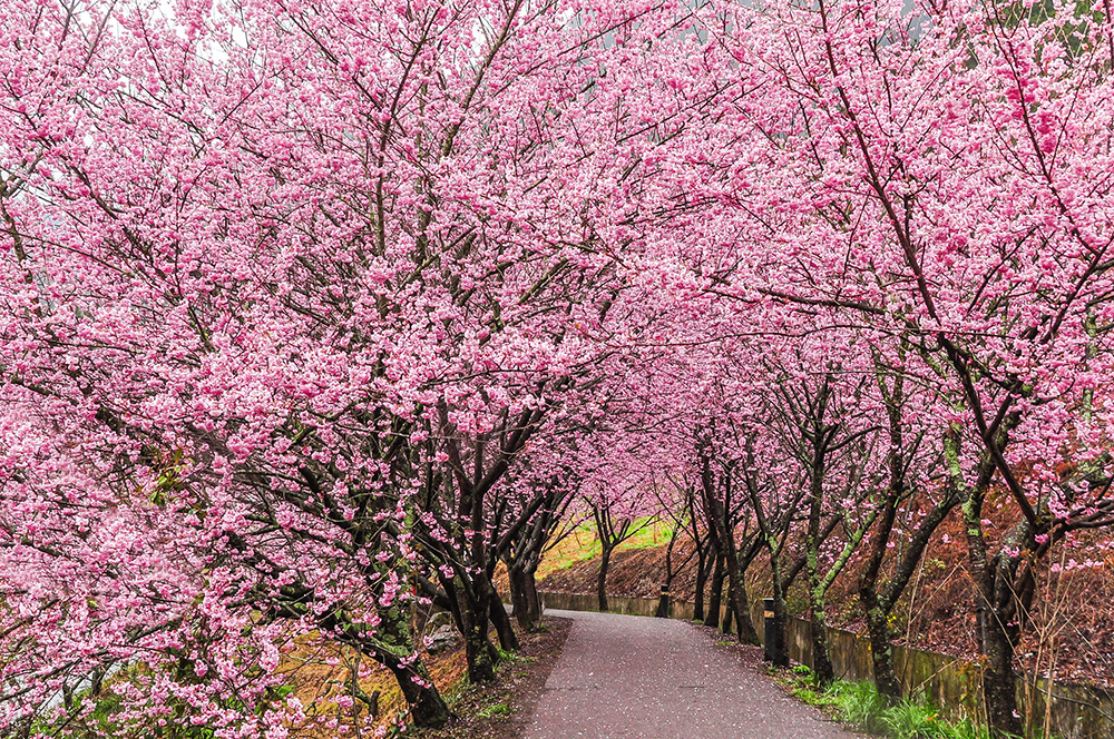 Taiwan tour_Cherry Blossoms in Wuling Farm, Taichung
