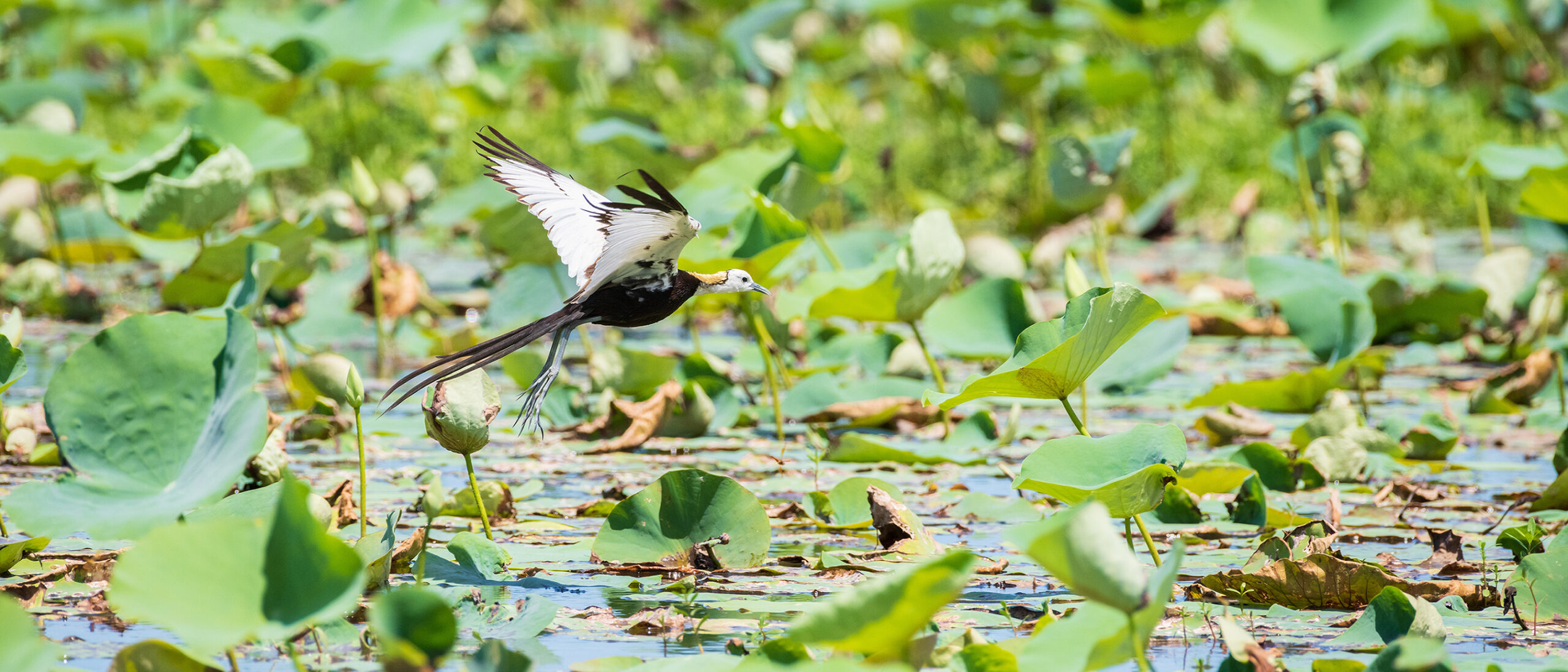 Pheasant tailed jacana flying over the vegetation of the lake 水雉濕地生態區 01 Meinong Kaohsiung scaled