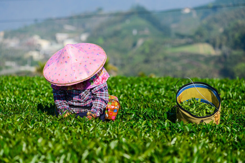 Tea picking