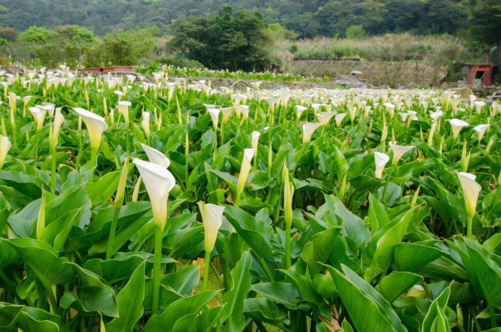 Zhuzihu Calla Lily Festival in Yangmingshan