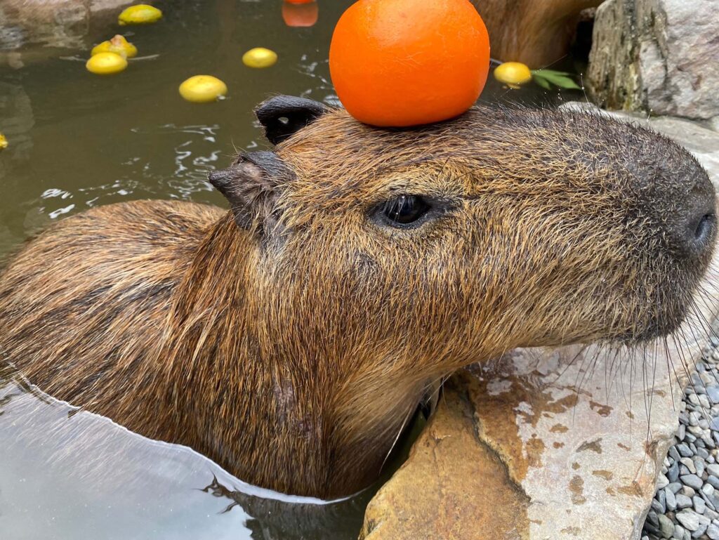 Yilan Private Day Tour: A Flexible 9-Hour Escape from Taipei into Nature, Culture & Food 2 Yilan private day tour