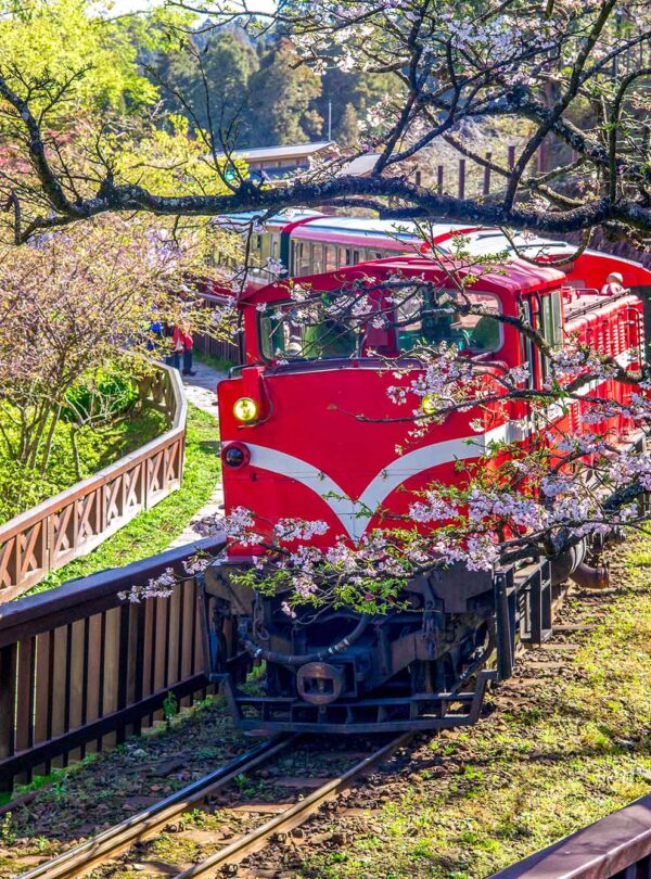 Alishan Chiayi Red Train Cherry Blossom 1