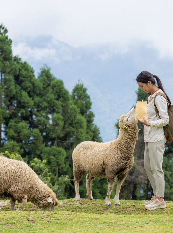 Nantou Qingjing Farm 1