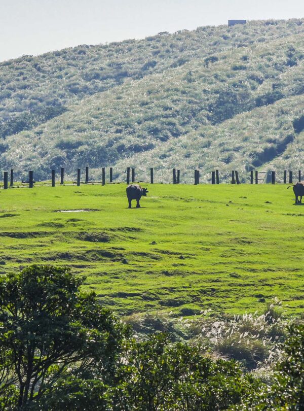 Qingtiangang in Yangmingshan National Park 2