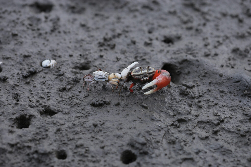 Taichung Gaomei Wetlands 1
