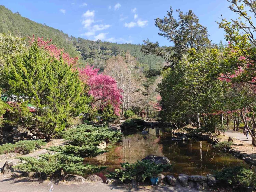 Wuling Farm Taichung Cherry Blossom 1