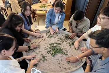 team building tea picking in Hsinchu Taiwan 3