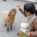 Animal Cafes in Taiwan: 15 Amazing Places I’d Actually Visit 5 Capybara Taiwan