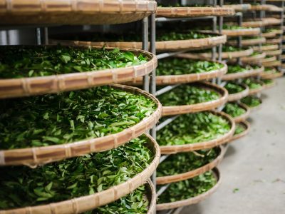 探索台灣茶文化